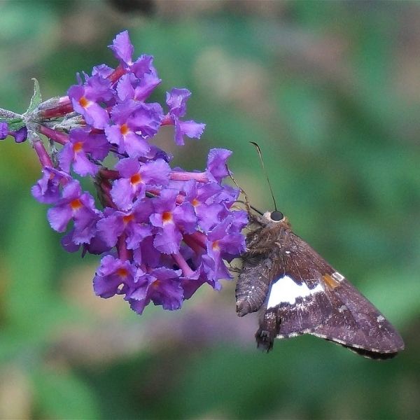 Purple Emperor&trade; Butterfly Bush