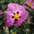 Orchid Rock Rose