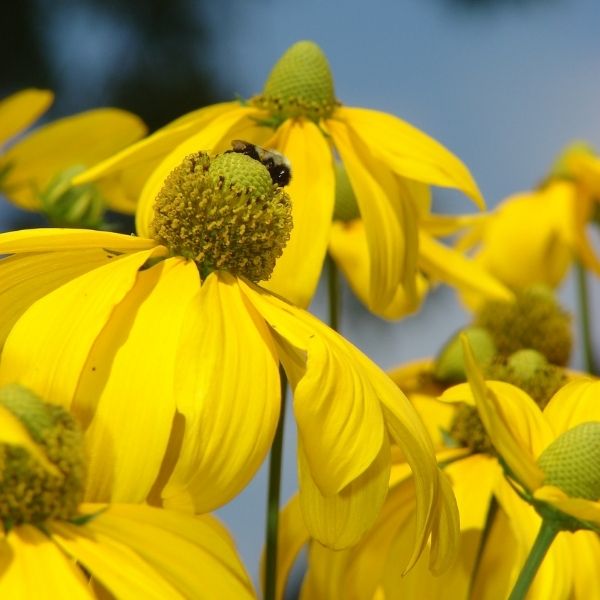 Herbstonne Black-Eyed Susan