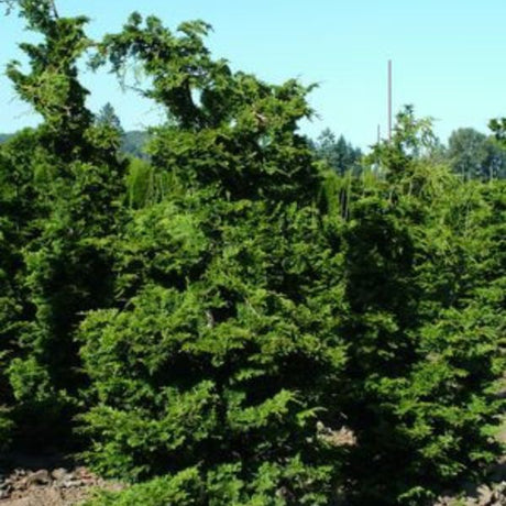 Slender Hinoki False Cypress