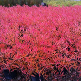 Pawnee Buttes&reg; Western Sand Cherry Bush