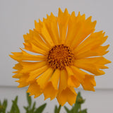 Jethro Tull Coreopsis