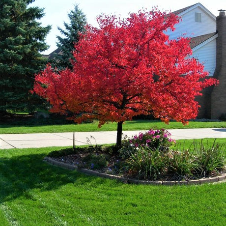 Summer Red Maple Tree