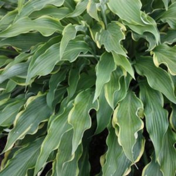 Pineapple Punch Hosta