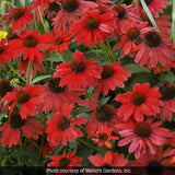 Sombrero Salsa Red Coneflower