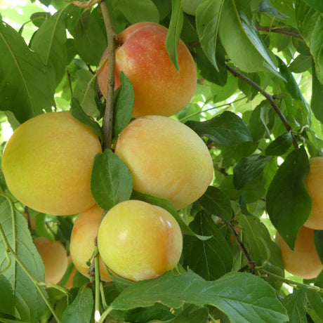 Splash Pluot Tree