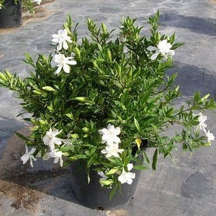 Frost Proof Gardenia | Cold Hardy Zone 7 Gardenia | Nature Hills
