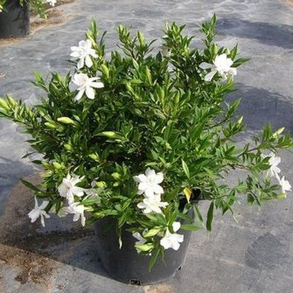 Frost Proof Gardenia