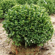Green Velvet Boxwood