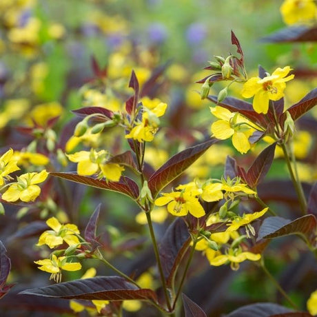 Purple Lance-Leaved Loosestrife