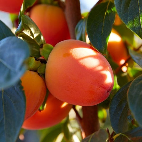 Audubon&reg; Native Common Persimmon