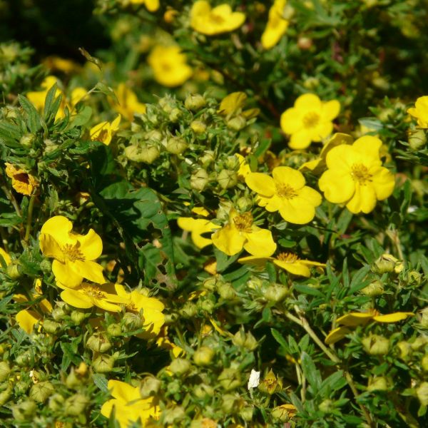 Jackman Potentilla