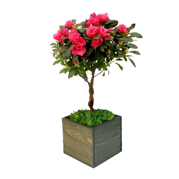 Reindeer Red Azalea Topiary