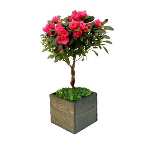 Reindeer Red Azalea Topiary