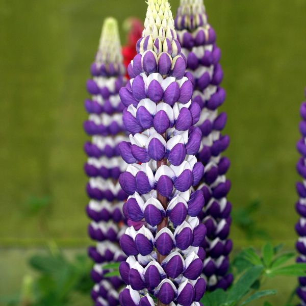Proven Winners® Westcountry™ Blacksmith Lupine