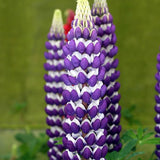 Proven Winners® Westcountry™ Blacksmith Lupine