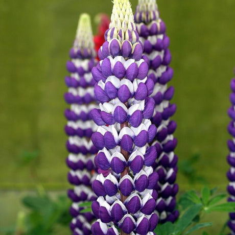 Proven Winners® Westcountry™ Blacksmith Lupine