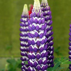 Proven Winners® Westcountry™ Blacksmith Lupine