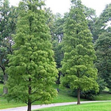 Pond Cypress Tree