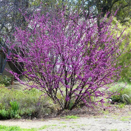 Western Redbud Tree