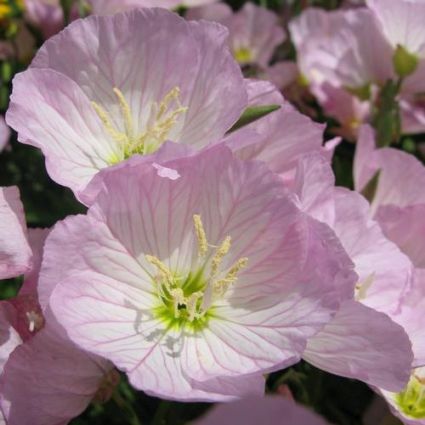 Siskiyou Evening Primrose