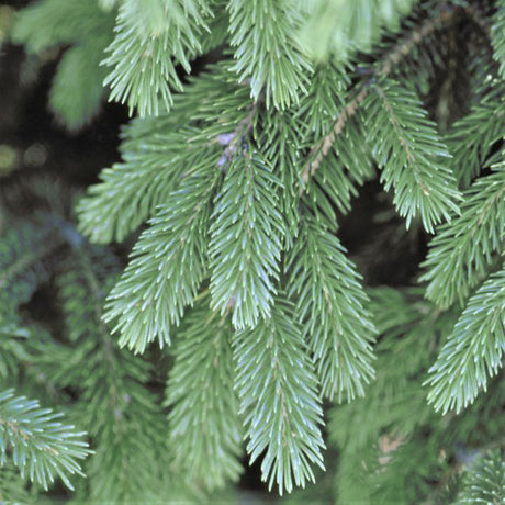 Colorado Spruce