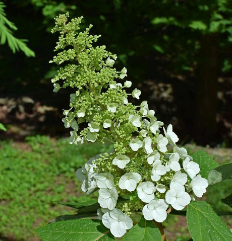 Unique PeeGee Panicle Hydrangea