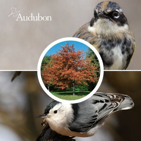 Audubon&reg; Native Red Maple