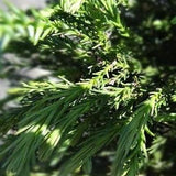 Cryptomeria Radicans