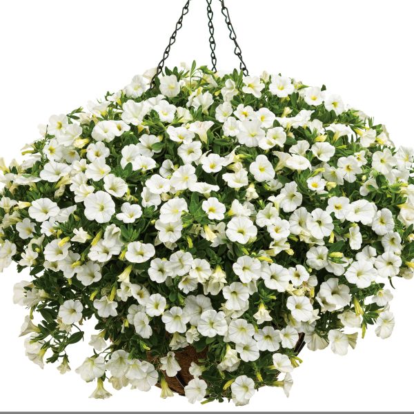 White Superbells Calibrachoa