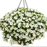 White Superbells Calibrachoa