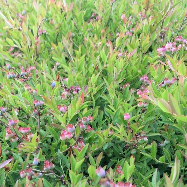 Burgundy Blueberry Bush