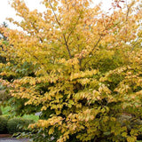 Common Witch-hazel