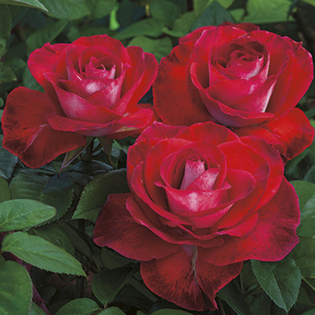 Smokin' Hot Hybrid Tea Rose