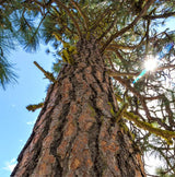 Ponderosa Pine