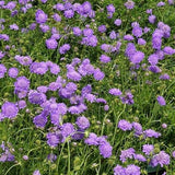 Butterfly Blue Scabiosa