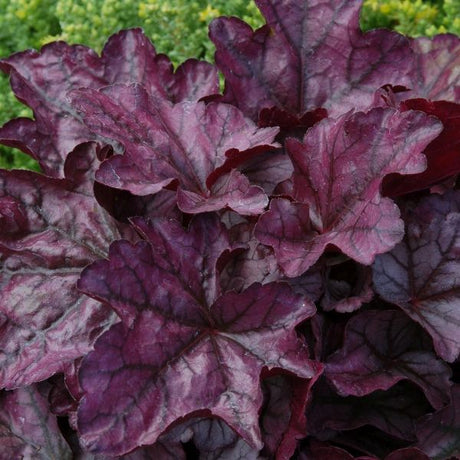 Plum Royale Coral Bells