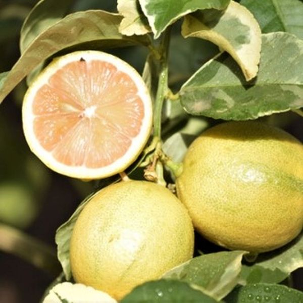 Variegated Pink Lemon Tree