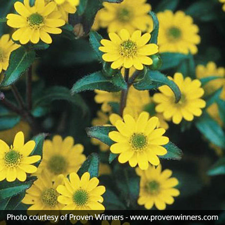 Sunbini&reg; Creeping Zinnia