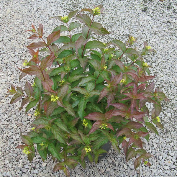 Dwarf Bush Honeysuckle