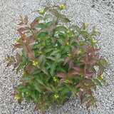 Dwarf Bush Honeysuckle