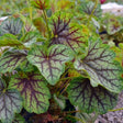 Green Spice Coral Bells