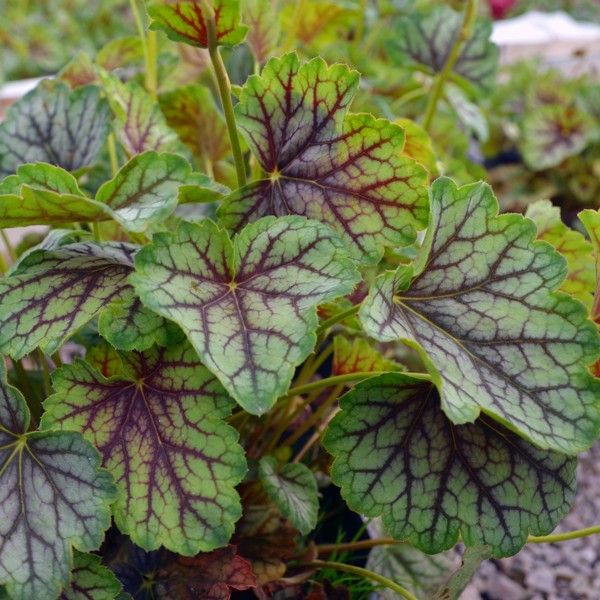 Green Spice Coral Bells