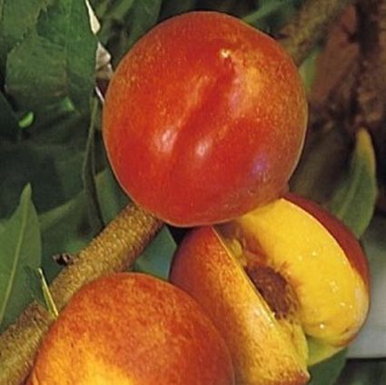 Harko Nectarine Tree