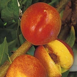 Harko Nectarine Tree