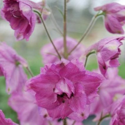 Pink Punch Delphinium