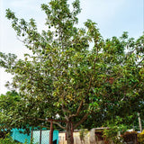 Hass Avocado Tree