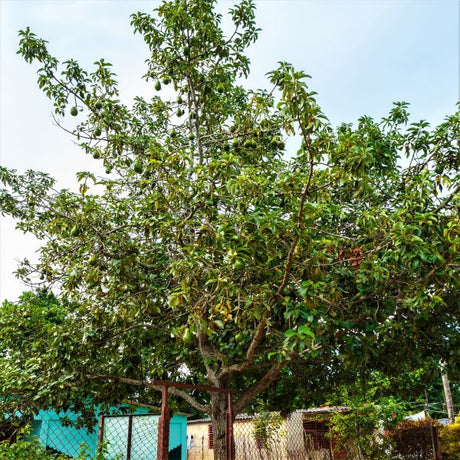 Hass Avocado Tree