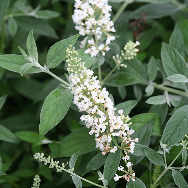 Lo & Behold&reg; Ice Chip Butterfly Bush