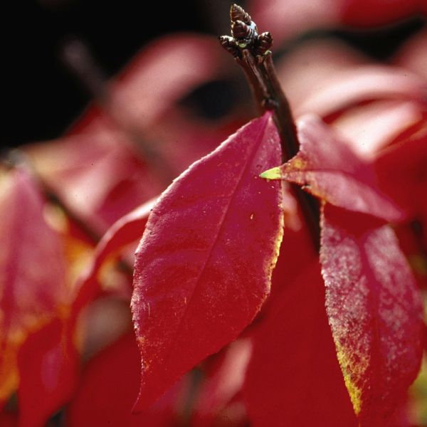 Winged Burning Bush